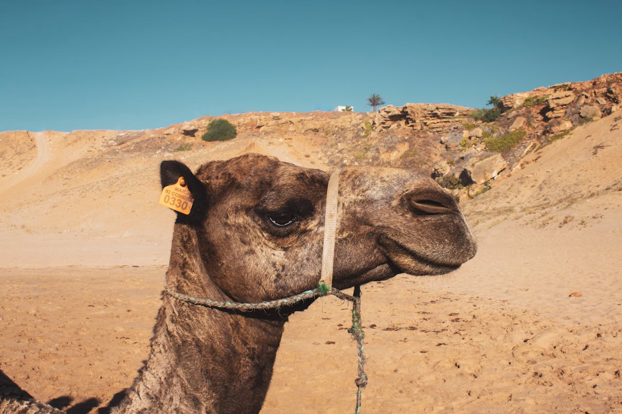 Close-up of a camel in the arid desert near Tangier, Morocco.